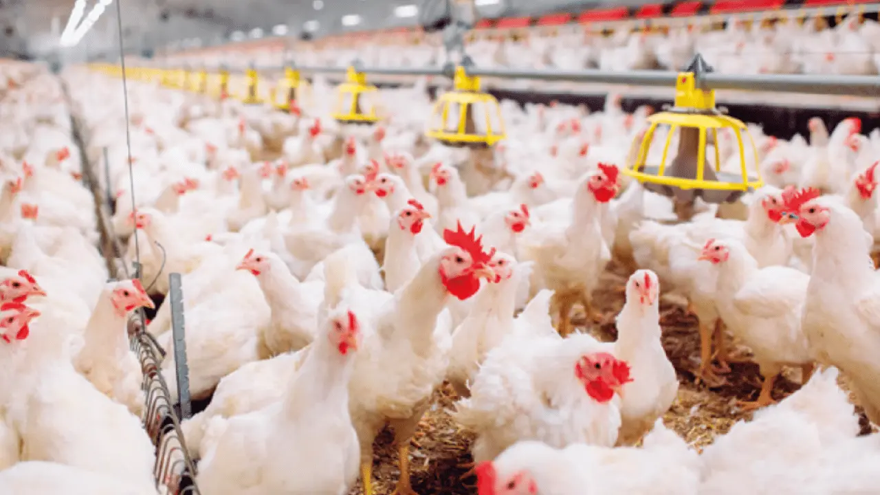 تحديث بورصة الدواجن.. سعر كيلو الفراخ البيضاء داخل المزارع والأسواق المصرية اليوم الخميس